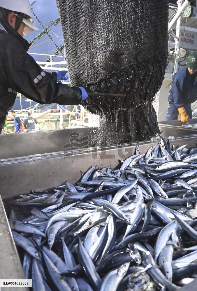 Saury fishing season begins in Hokkaido