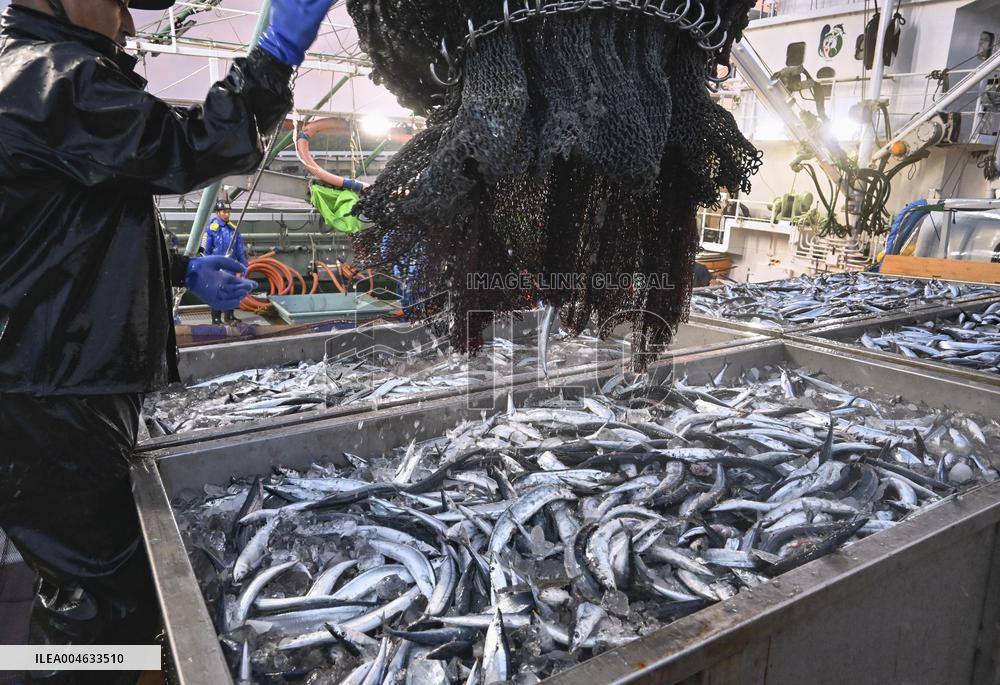 Saury fishing season begins in Hokkaido