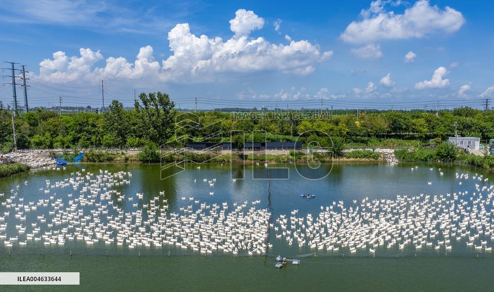 Ecological Goose Breeding Industry