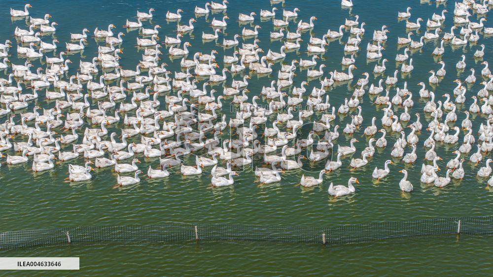 Ecological Goose Breeding Industry