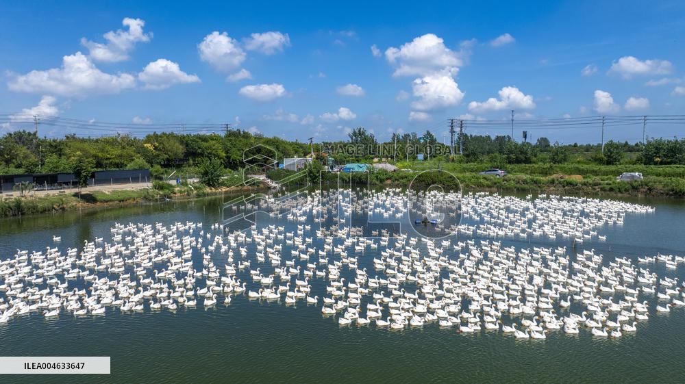 Ecological Goose Breeding Industry