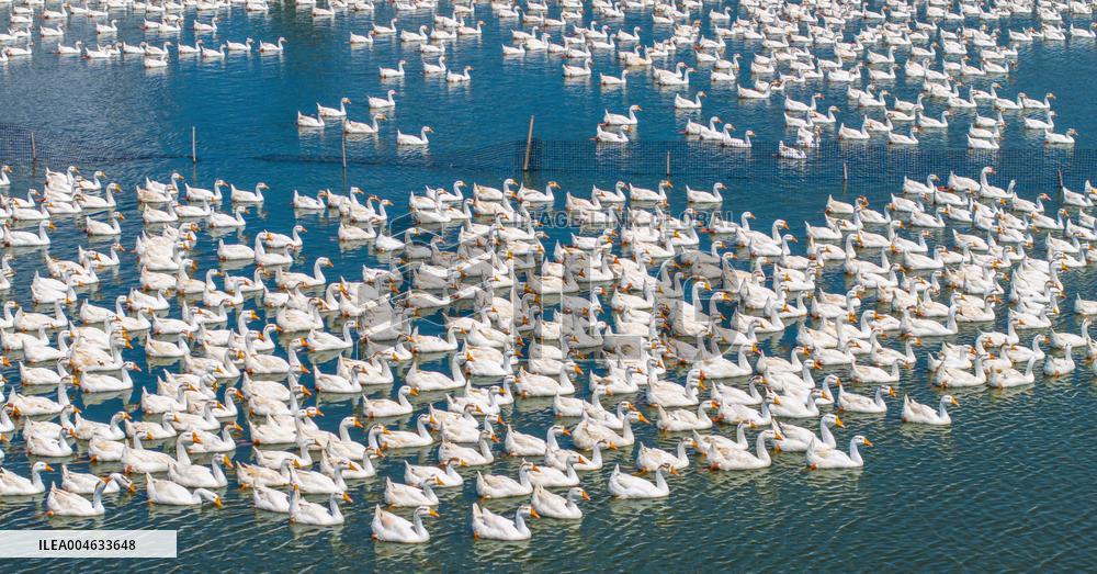 Ecological Goose Breeding Industry