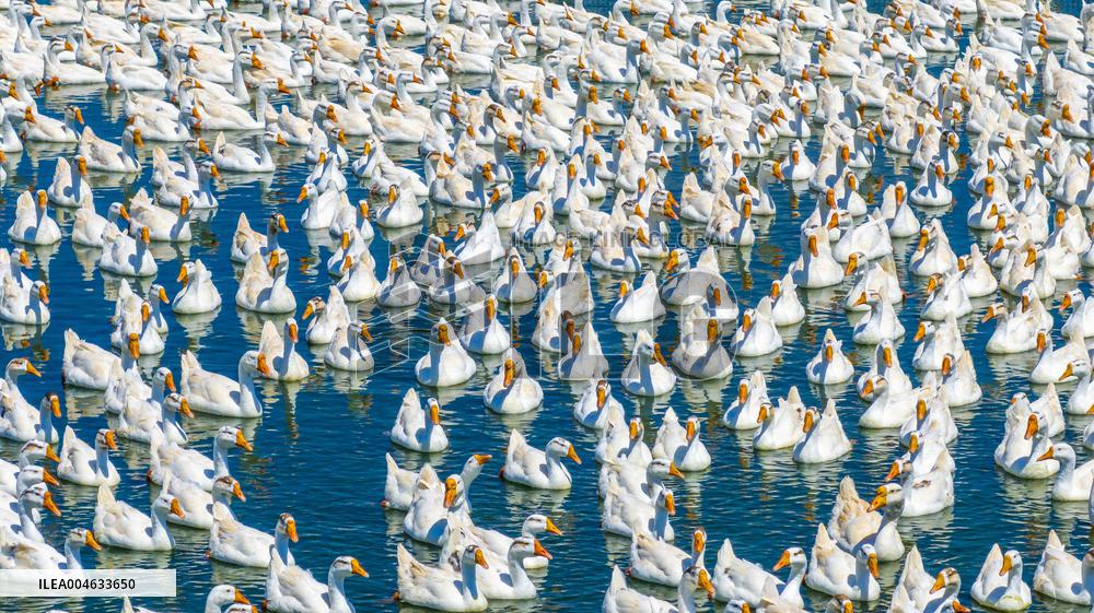 Ecological Goose Breeding Industry