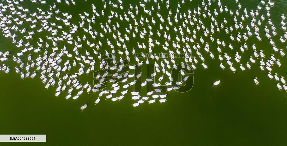 Ecological Goose Breeding Industry