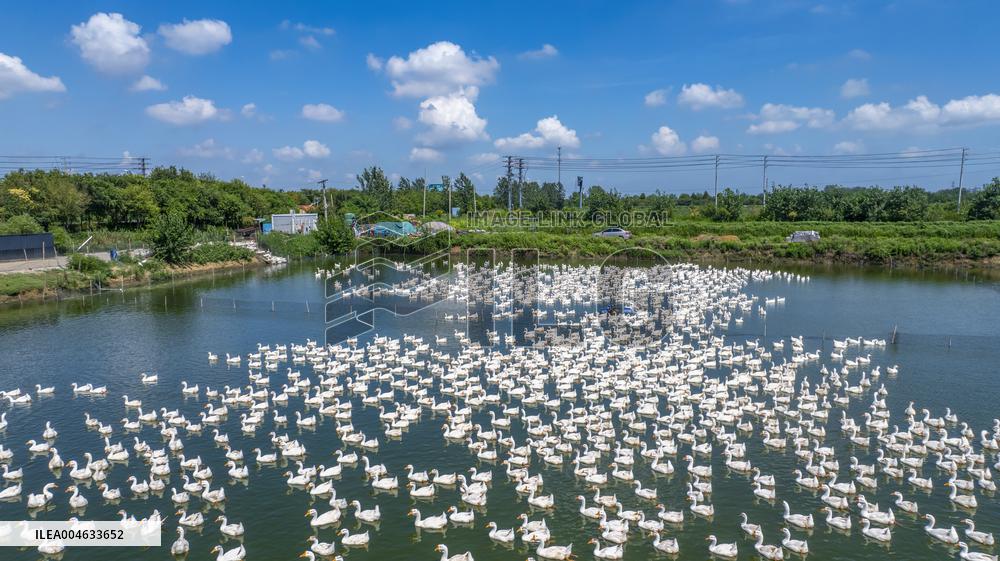 Ecological Goose Breeding Industry