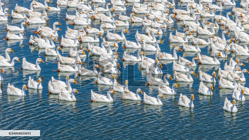 Ecological Goose Breeding Industry