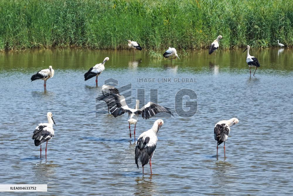 National Ecology Day