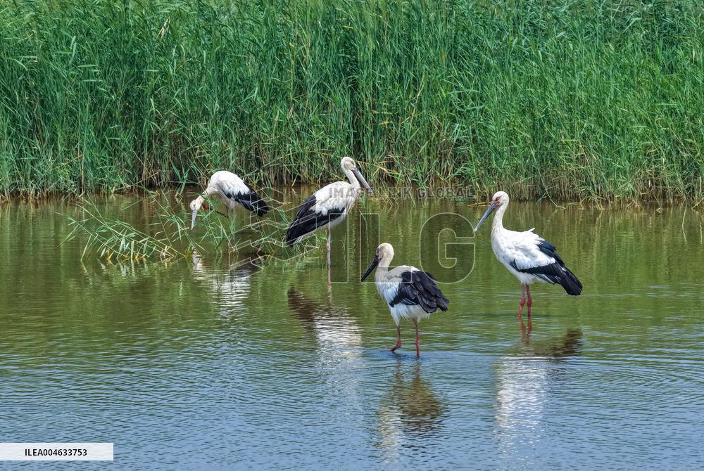 National Ecology Day