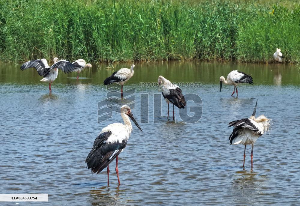 National Ecology Day