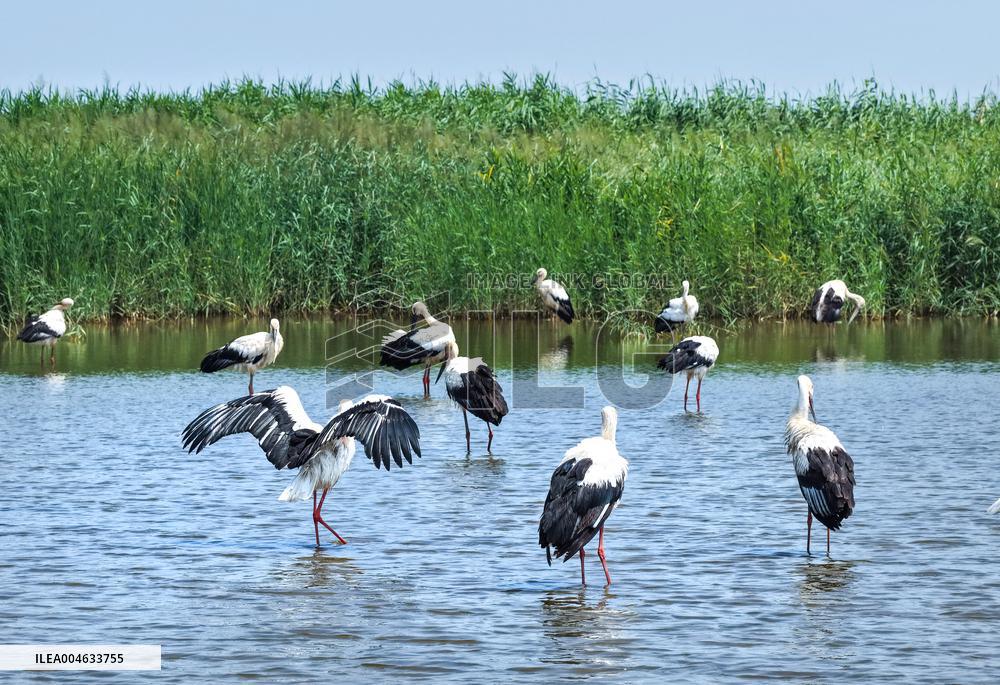 National Ecology Day