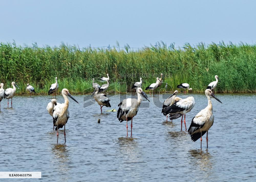 National Ecology Day