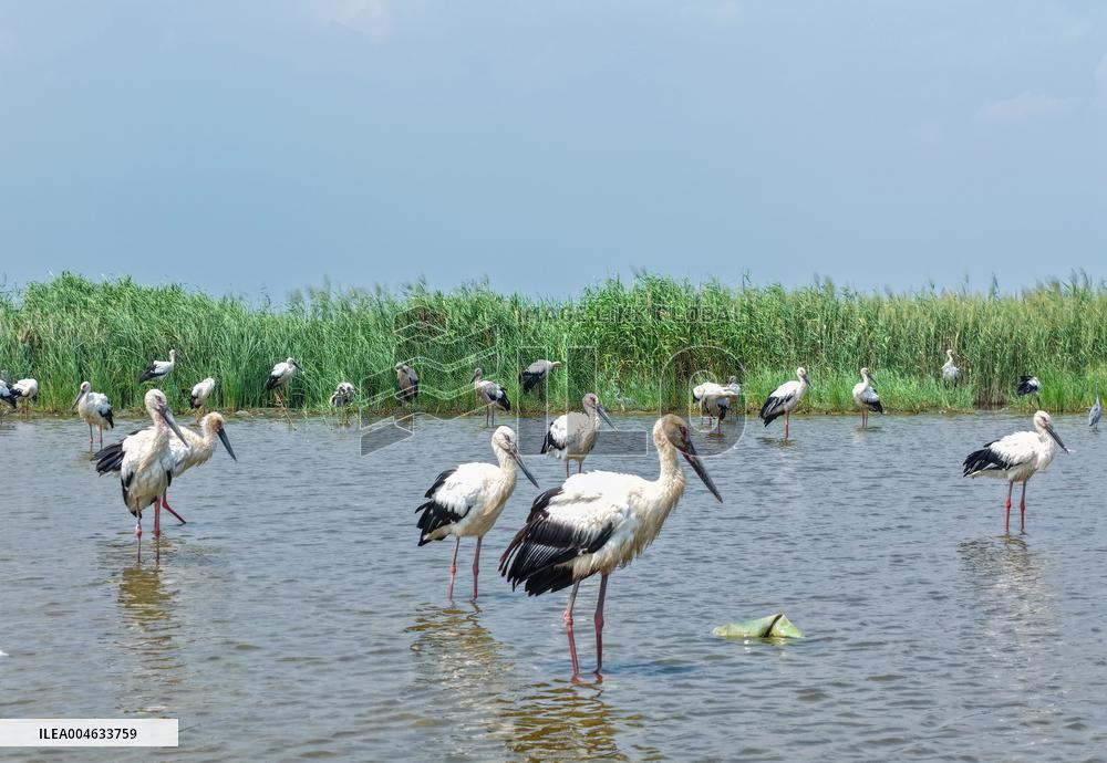 National Ecology Day