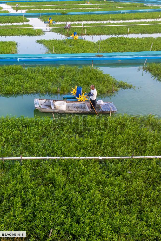 Ecological Crab Breeding Base in Suqian