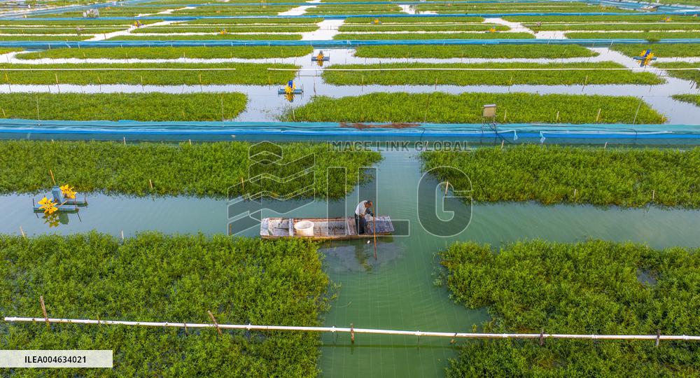 Ecological Crab Breeding Base in Suqian