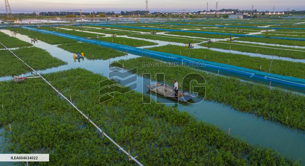 Ecological Crab Breeding Base in Suqian