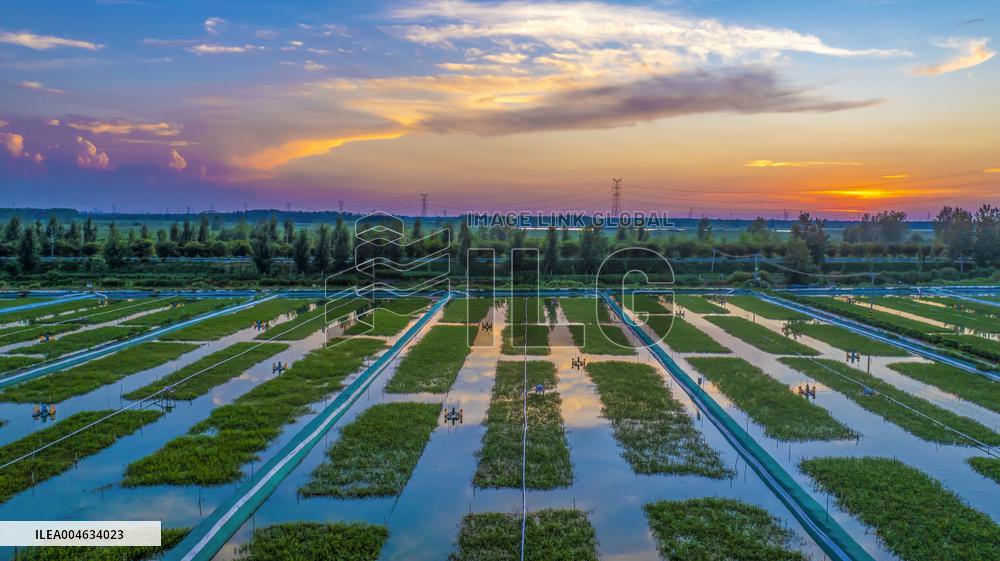 Ecological Crab Breeding Base in Suqian