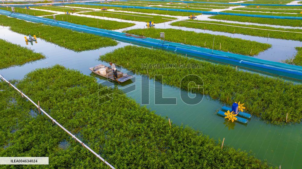 Ecological Crab Breeding Base in Suqian