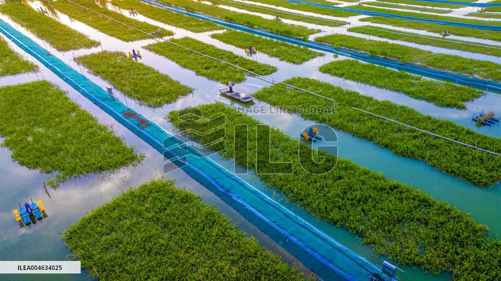 Ecological Crab Breeding Base in Suqian