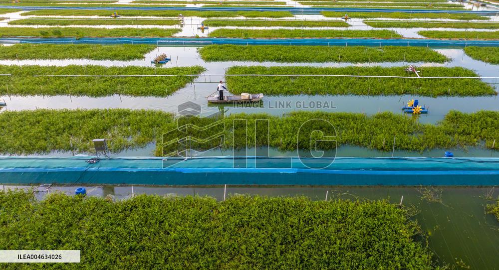 Ecological Crab Breeding Base in Suqian