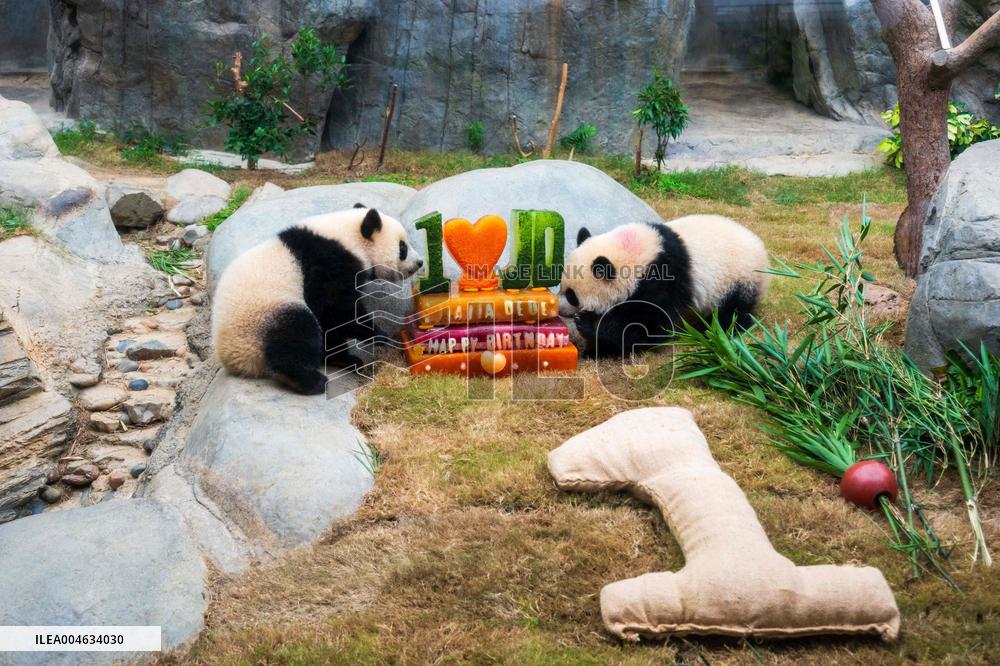 Giant Panda Twins Celebrate Birthday in Hong Kong - China