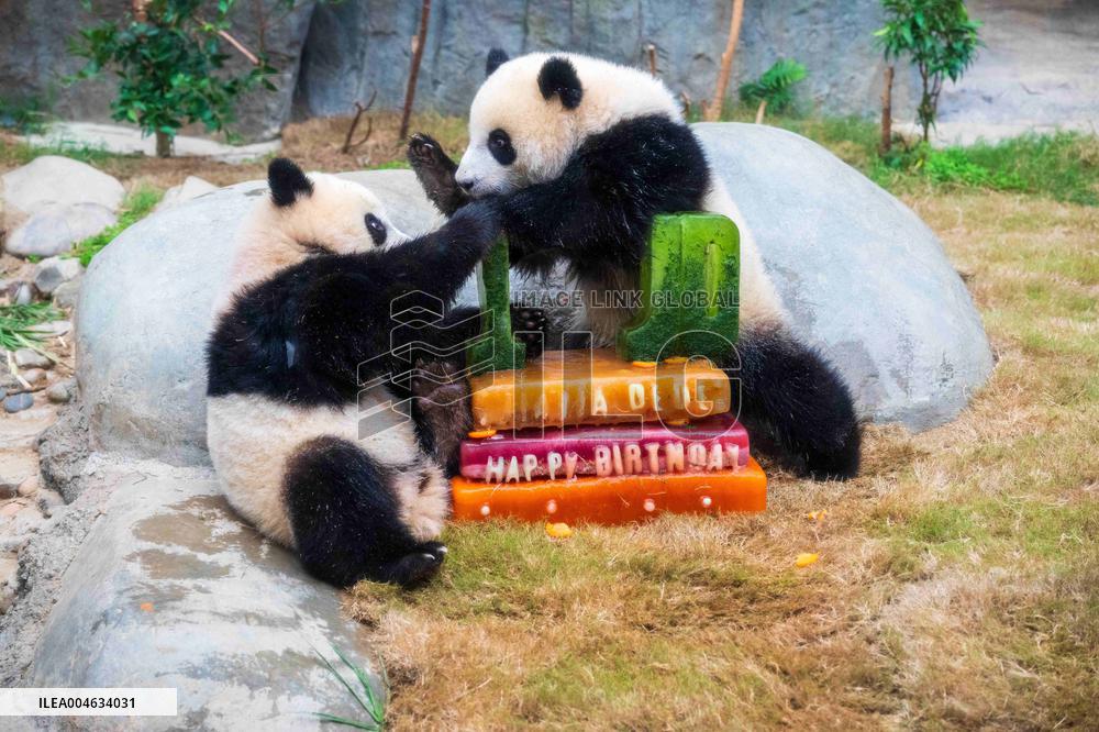 Giant Panda Twins Celebrate Birthday in Hong Kong - China
