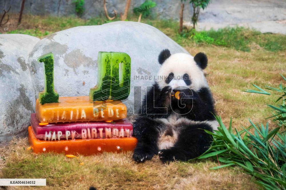 Giant Panda Twins Celebrate Birthday in Hong Kong - China