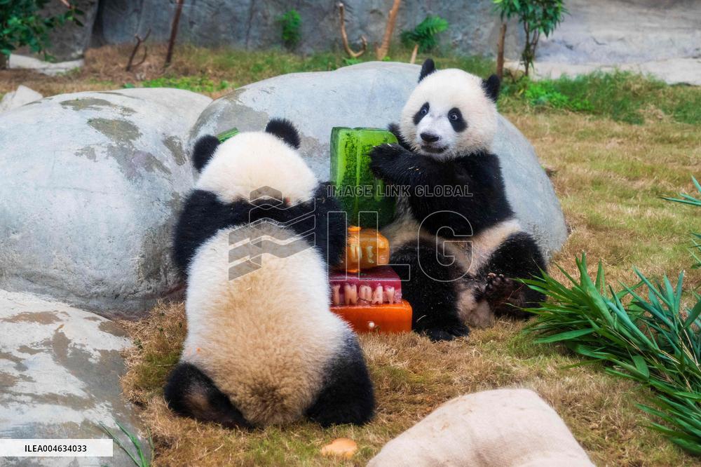 Giant Panda Twins Celebrate Birthday in Hong Kong - China