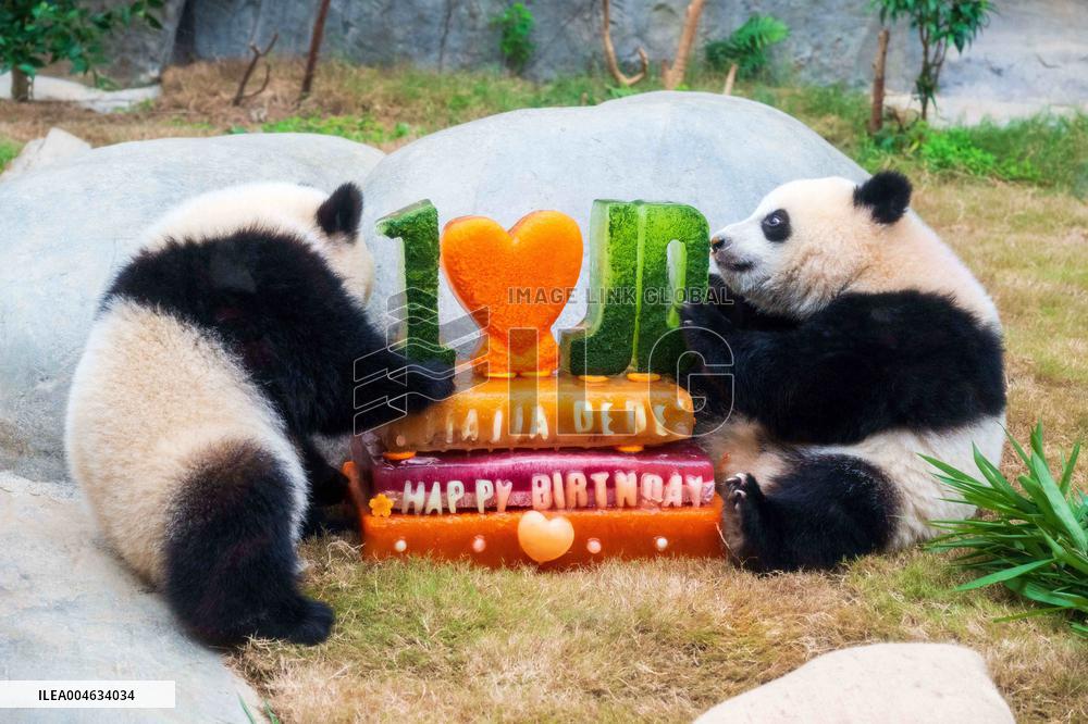 Giant Panda Twins Celebrate Birthday in Hong Kong - China