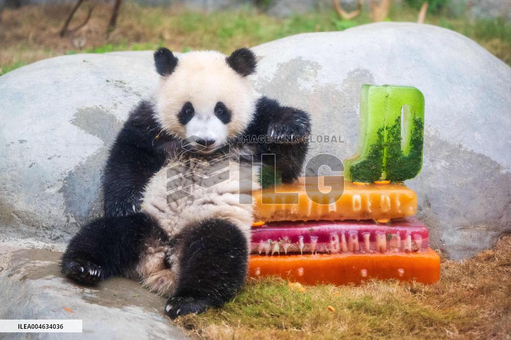 Giant Panda Twins Celebrate Birthday in Hong Kong - China
