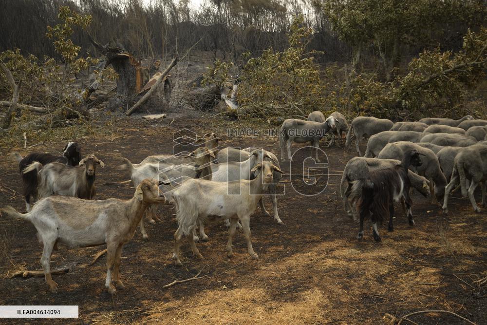 Wildfire in Ourense Burns Over 31,000 Hectares - Spain