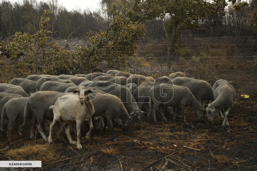 Wildfire in Ourense Burns Over 31,000 Hectares - Spain