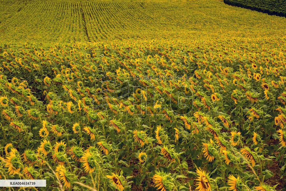 Illustration French Farming - France