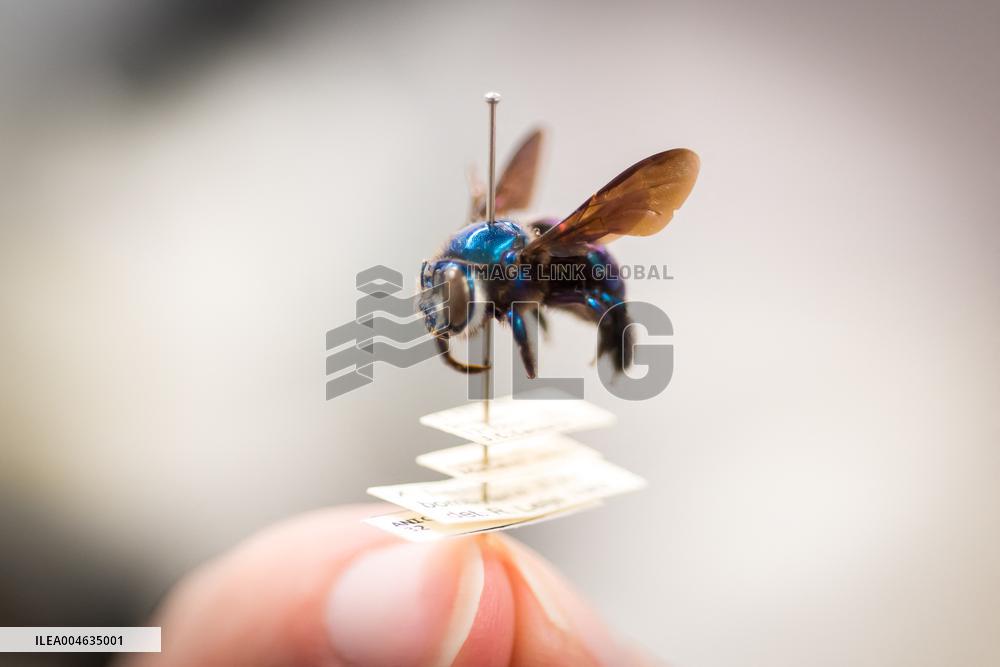 A Biodiversity Center To Safeguard Over 13M Specimens - Canberra