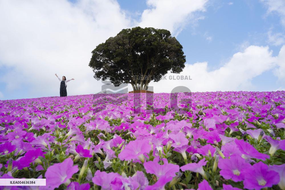 Petunia flowers in full bloom at eastern Japan park