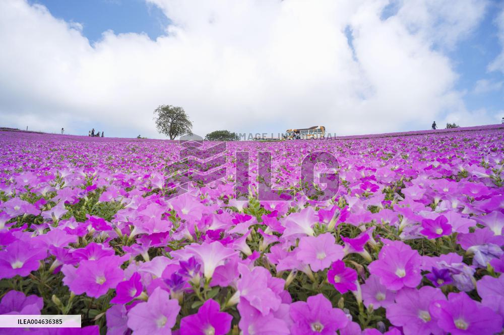 Petunia flowers in full bloom at eastern Japan park