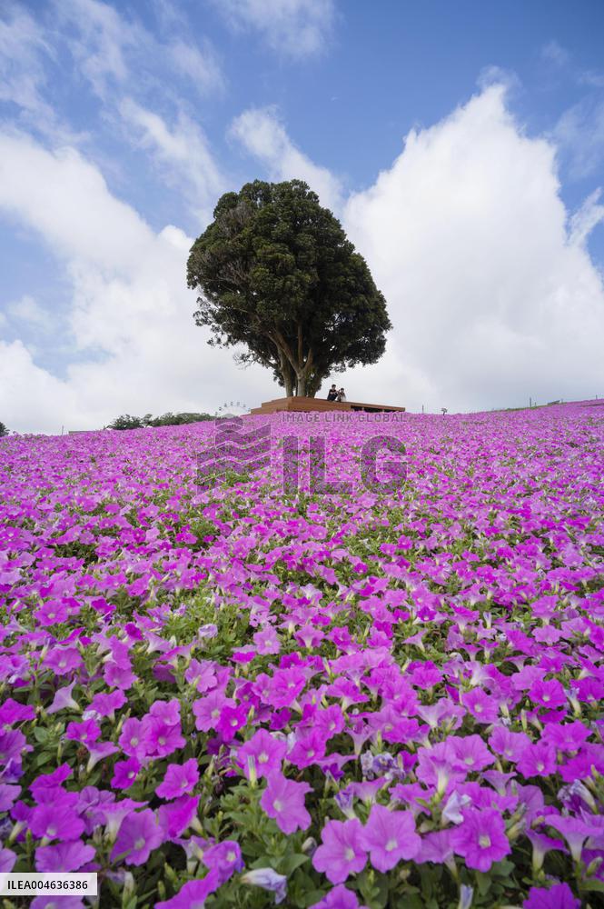 Petunia flowers in full bloom at eastern Japan park