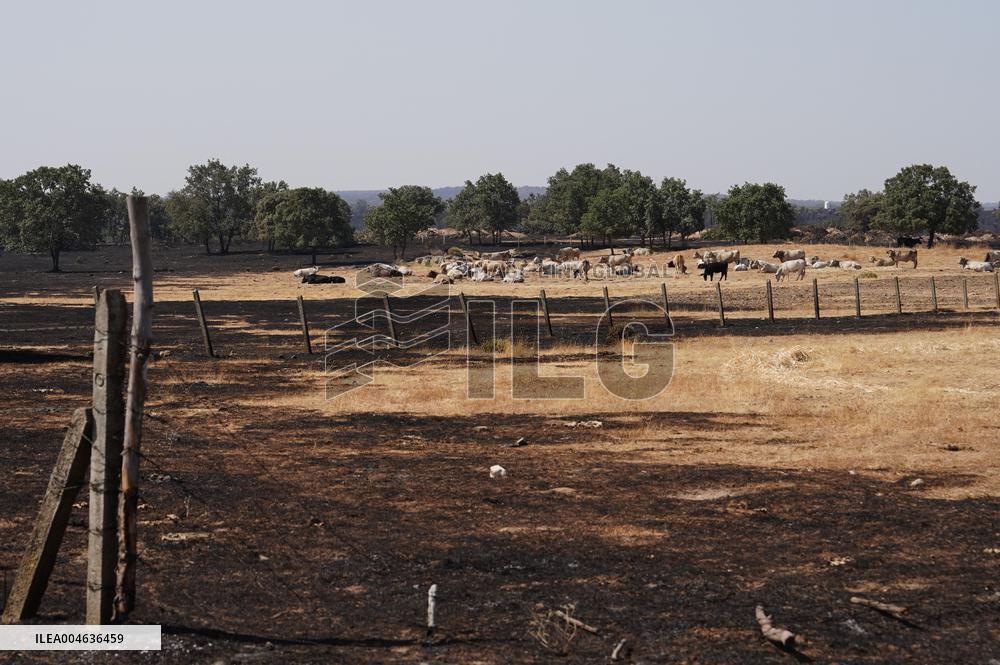 Fires in Cipérez and El Payo Spread Amid Wind and Heat - Spain
