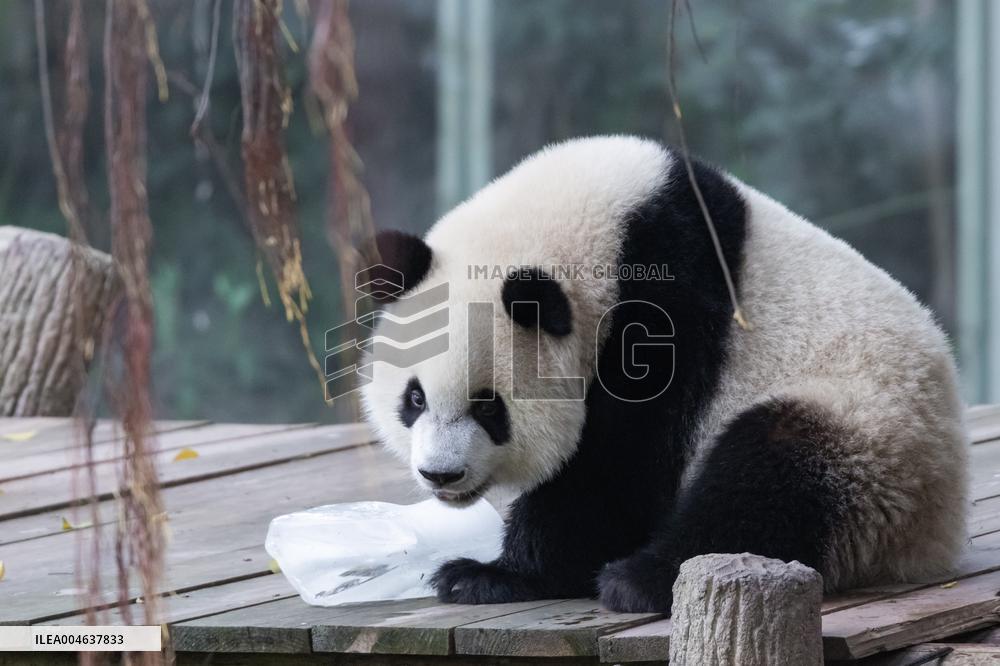 Giant Panda Coolness