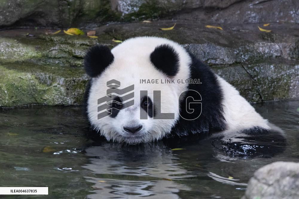 Giant Panda Coolness