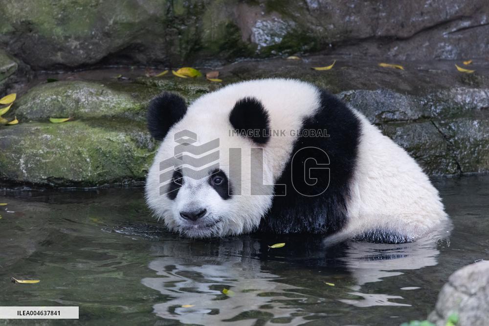 Giant Panda Coolness