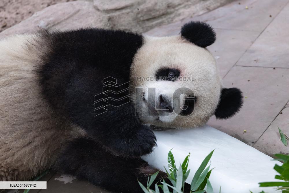 Giant Panda Coolness