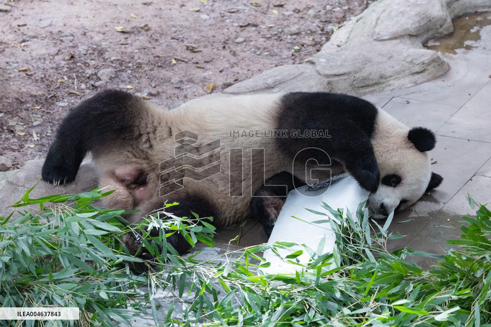 Giant Panda Coolness