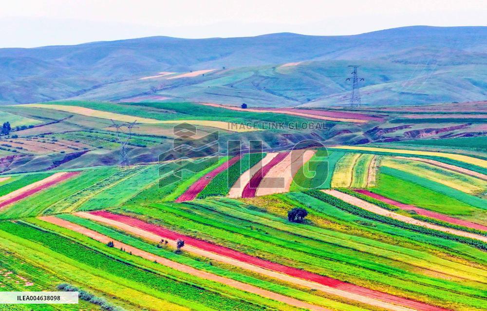 Colorful Farmland in Hohhot