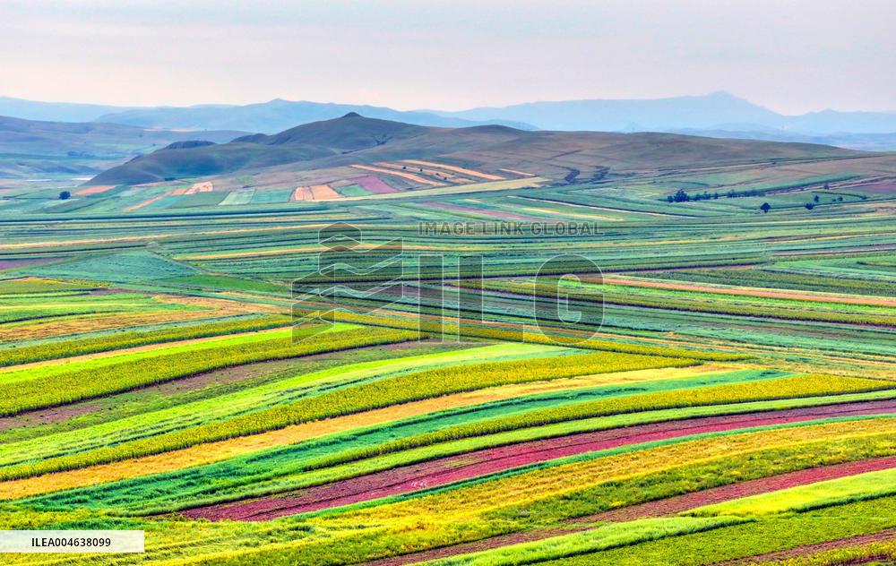Colorful Farmland in Hohhot
