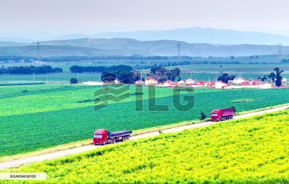 Colorful Farmland in Hohhot