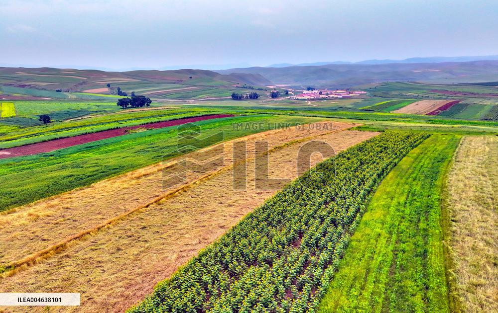 Colorful Farmland in Hohhot