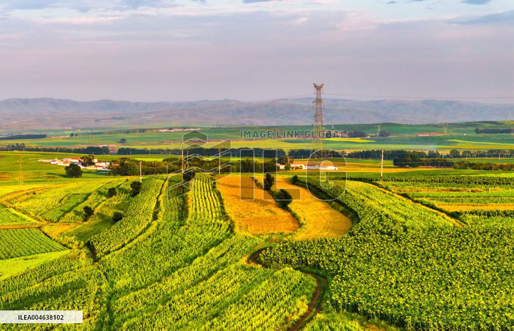 Colorful Farmland in Hohhot