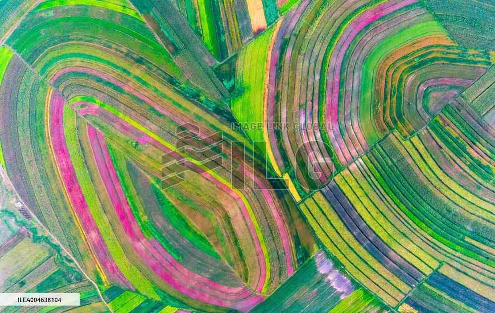 Colorful Farmland in Hohhot