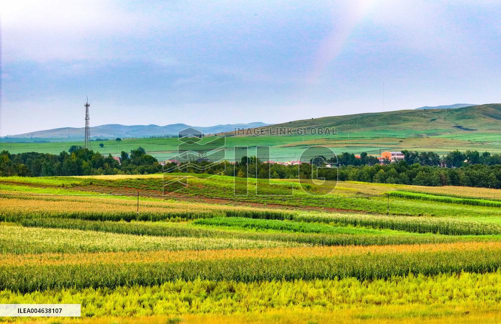 Colorful Farmland in Hohhot