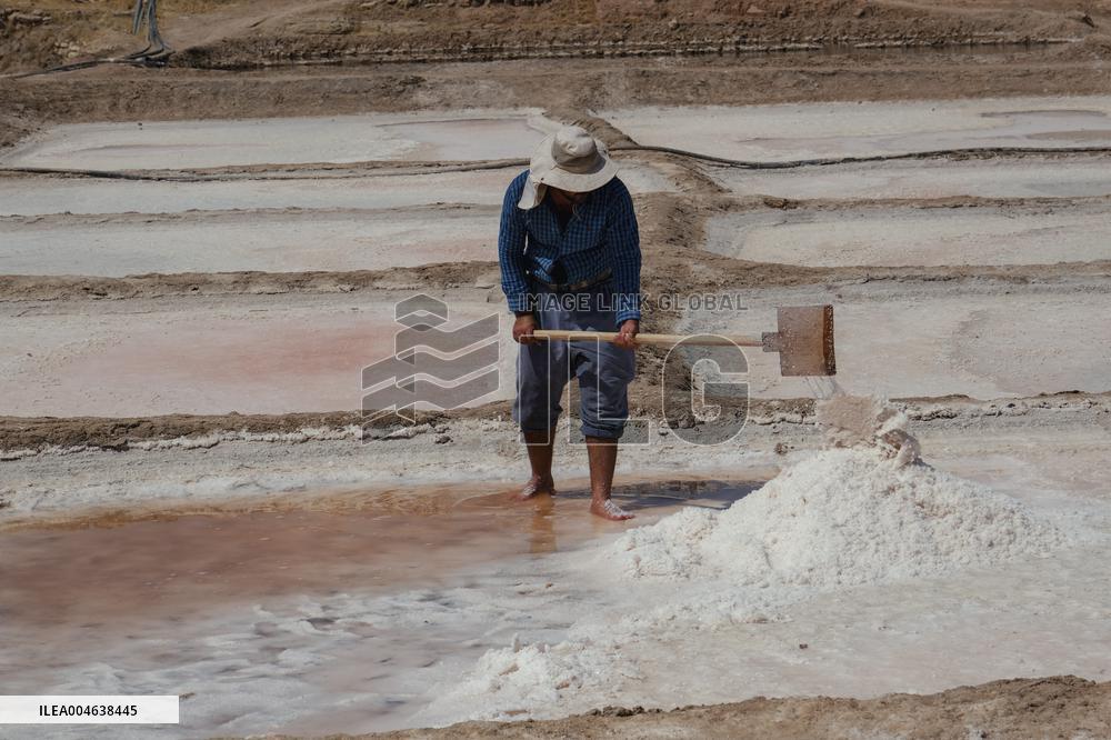 Salt Harvest Declines Sharply - Iraq